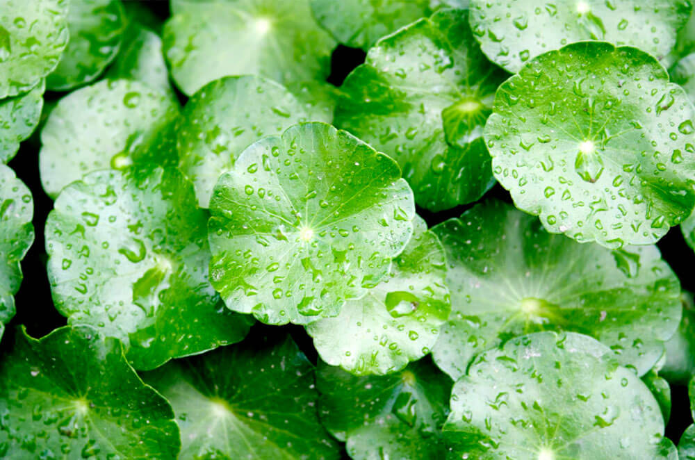 Экстрат центеллы