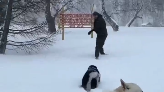 Вот такого волка встретил и сразу приручил