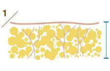 Жировая ткань